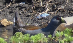 Porphyriops melanops crassirostris