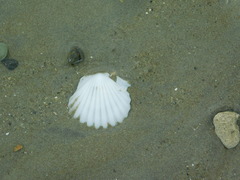 Leptopecten tumbezensis