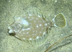 Pleuronichthys verticalis