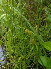 Equisetum fluviatile