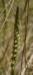 Spiranthes infernalis