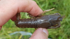 Fallicambarus houstonensis