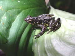 Leptophryne javanica