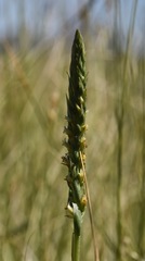 Spiranthes infernalis