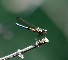 Platycypha caligata lacus