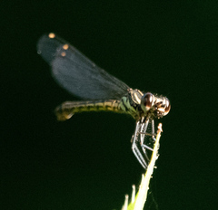 Platycypha caligata
