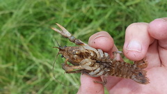 Fallicambarus houstonensis