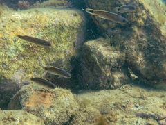 Trachinops caudimaculatus