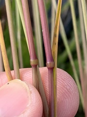 Poa bulbosa