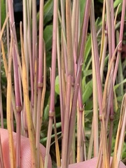 Poa bulbosa