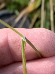 Poa bulbosa