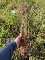 Poa bulbosa