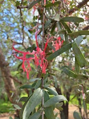 Plicosepalus amplexicaulis