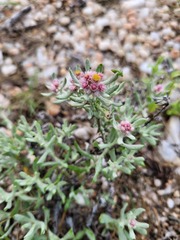 Helichrysum candolleanum