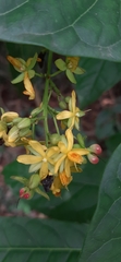 Gomphia serrata