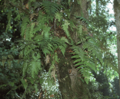 Davallia divaricata