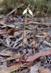 Eriochilus collinus collinus