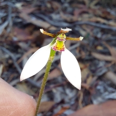 Eriochilus collinus collinus