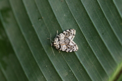 Clemensia cincinnata