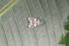 Clemensia cincinnata