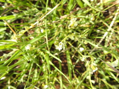 Plagiobothrys bracteatus