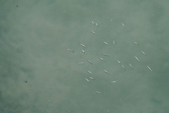 Actinopterygii