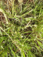 Plagiobothrys bracteatus