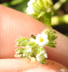 Plagiobothrys bracteatus