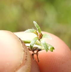 Plagiobothrys bracteatus
