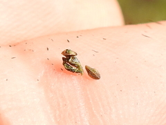 Plagiobothrys bracteatus