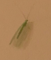 Chrysopa nigricornis
