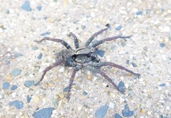 Venatrix australiensis