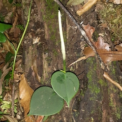 Peperomia peltilimba