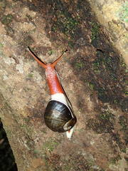 Indrella ampulla