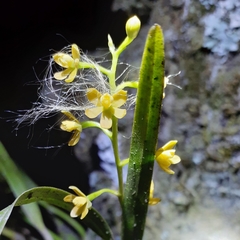 Prosthechea ochracea