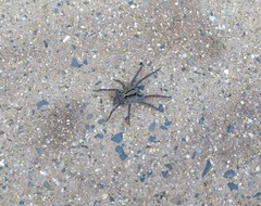 Venatrix australiensis