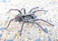 Venatrix australiensis