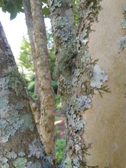 Fungi