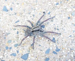 Venatrix australiensis