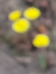 Tussilago farfara