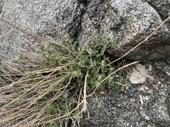 Brickellia nevinii