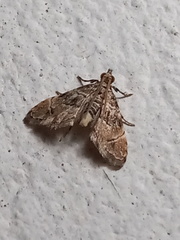 Microphysetica hermeasalis