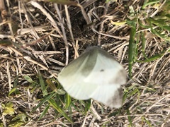 Pieris rapae