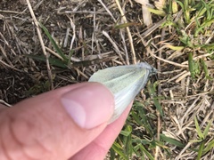 Pieris rapae