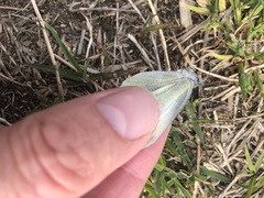 Pieris rapae