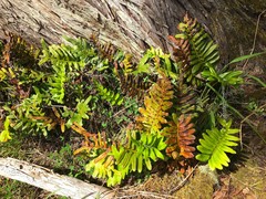 Polypodium scouleri