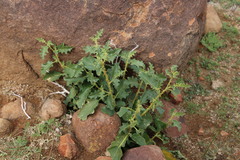 Solanum capense