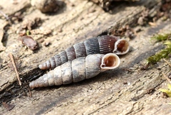 Macrogastra plicatula