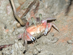 Tubuca rosea