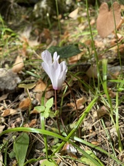 Cyclamen rhodium